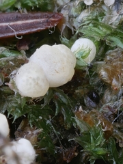 Trichoderma sinuosum