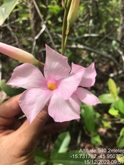 Mandevilla pohliana