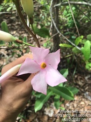 Mandevilla pohliana