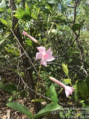 Mandevilla pohliana