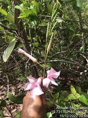 Mandevilla pohliana