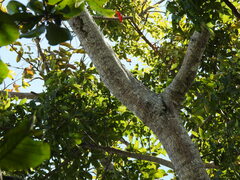 Brosimum alicastrum