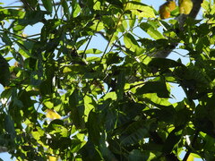 Brosimum alicastrum