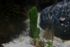 Caulerpa brownii
