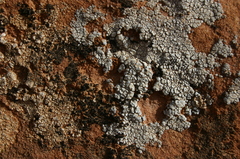 Lecanoromycetidae