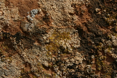 Lecanoromycetidae