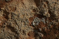 Lecanoromycetidae