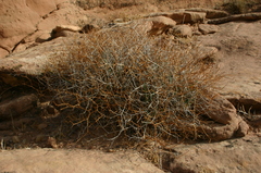 Launaea lanifera