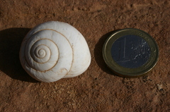 Sphincterochila