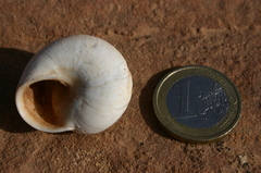 Sphincterochila