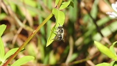 Megachile latimanus