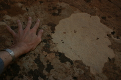 Lecanoromycetidae