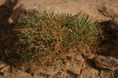 Launaea lanifera