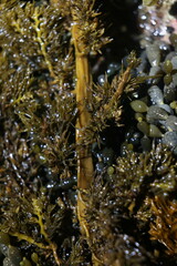 Cystophora subfarcinata