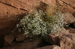Deverra scoparia scoparia