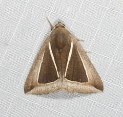 Chalciope alcyona