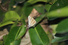 Laothus barajo