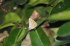 Laothus barajo