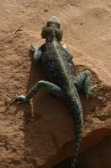 Agama bibronii