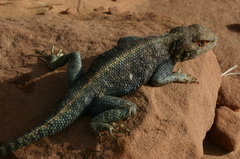 Agama bibronii