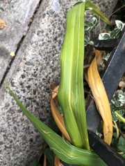 Ophiomyia kwansonis