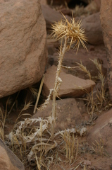 Onopordum arenarium