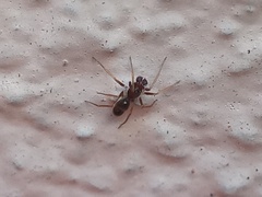 Coleosoma acutiventer