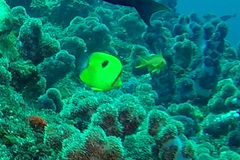 Chaetodon interruptus