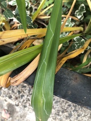 Ophiomyia kwansonis