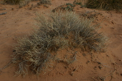 Arthrophytum