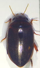 Platambus maculatus