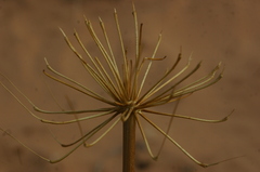 Thapsia garganica