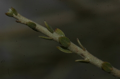 Thymelaea microphylla