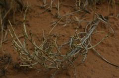 Thymelaea microphylla
