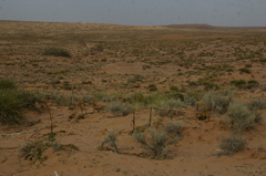 Thymelaea microphylla
