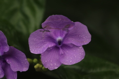 Brunfelsia pauciflora