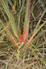 Bromelia hieronymi