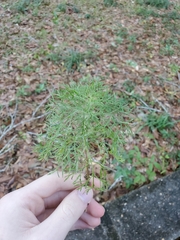 Eupatorium capillifolium