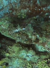 Scorpaena plumieri