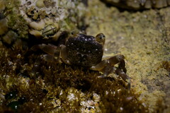 Paragrapsus quadridentatus