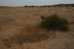 Macrochloa tenacissima