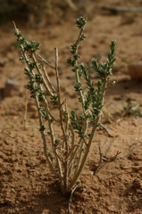 Thymelaea microphylla