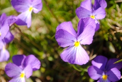 Viola calcarata