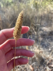 Phalaris aquatica