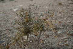 Noaea mucronata