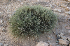 Genista microcephala