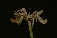 Genista microcephala