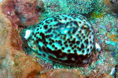 Cypraea tigris