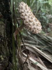 Boletellus ananas image