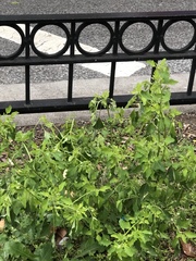 Chenopodium ficifolium